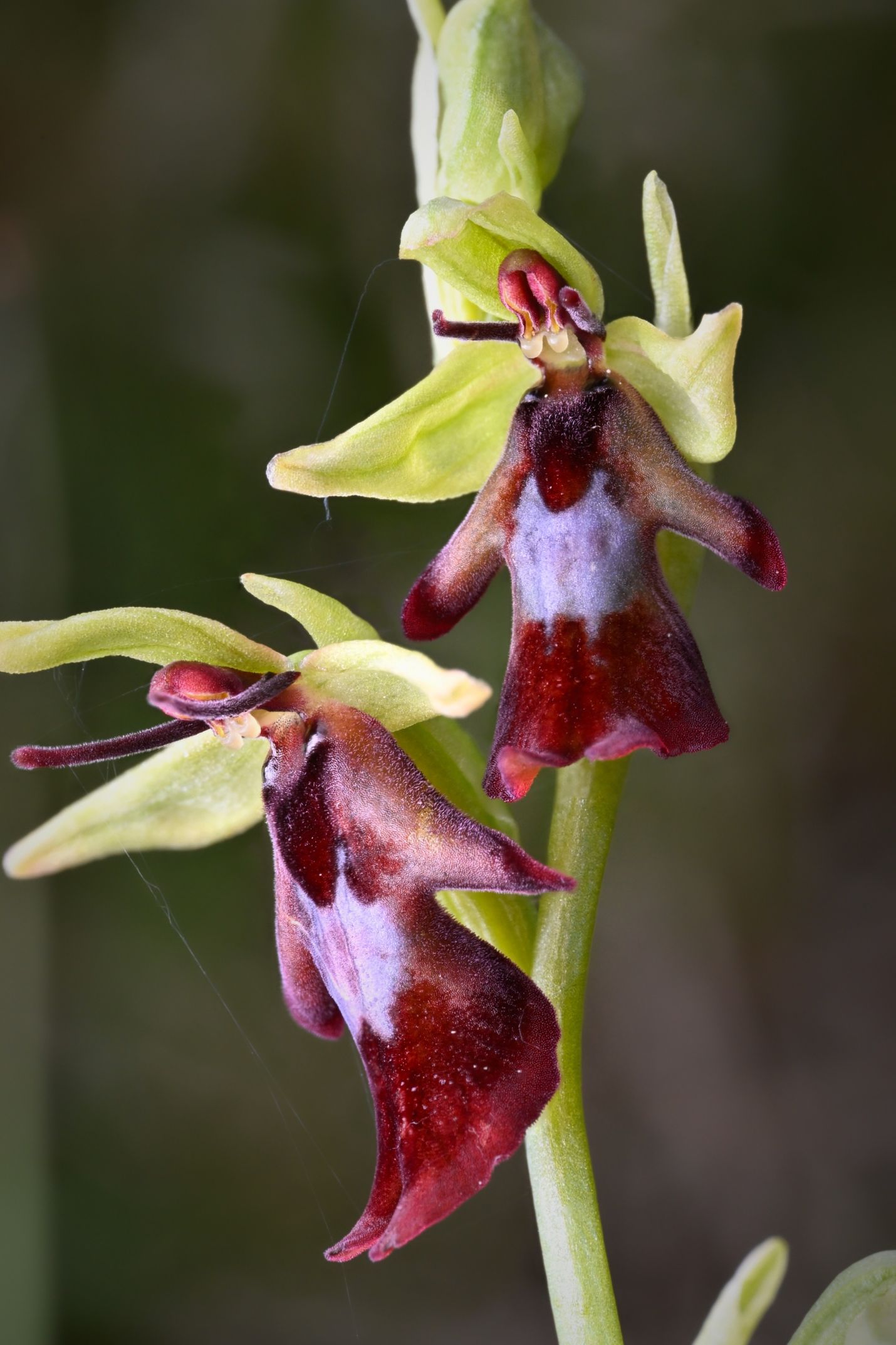 Orchidee