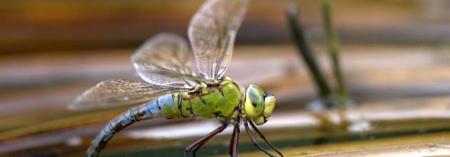 Libelle